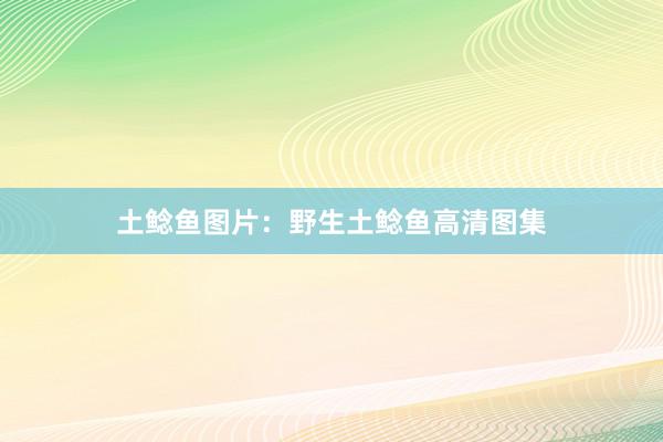 土鲶鱼图片：野生土鲶鱼高清图集